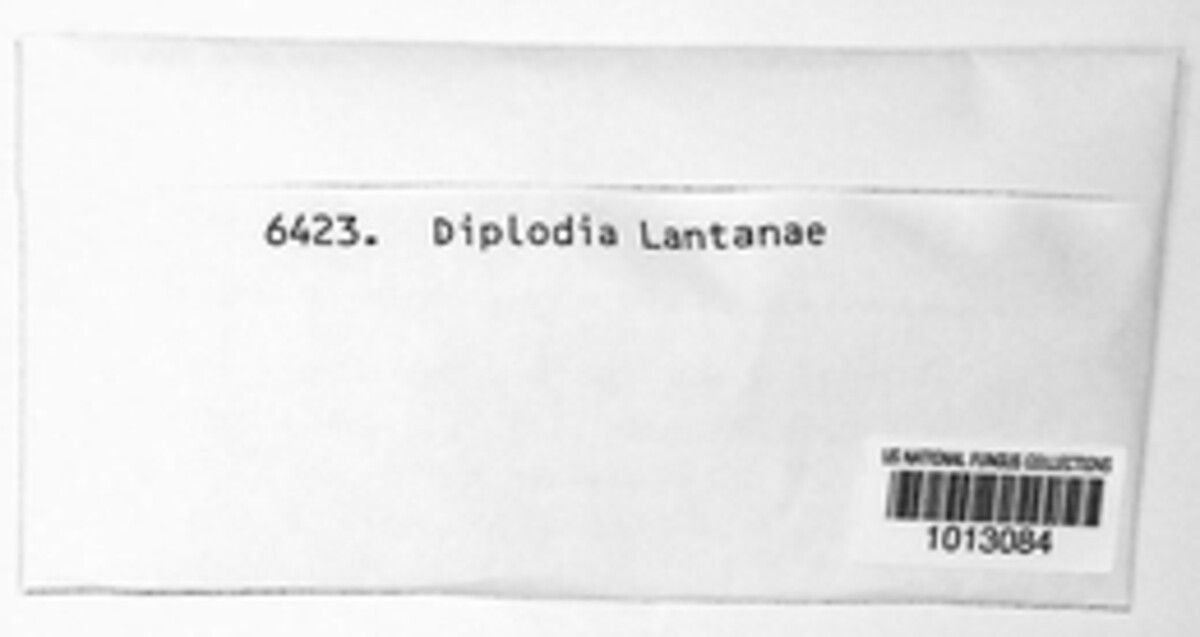 Diplodia lantanae image